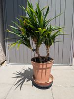 Pandan-Palme