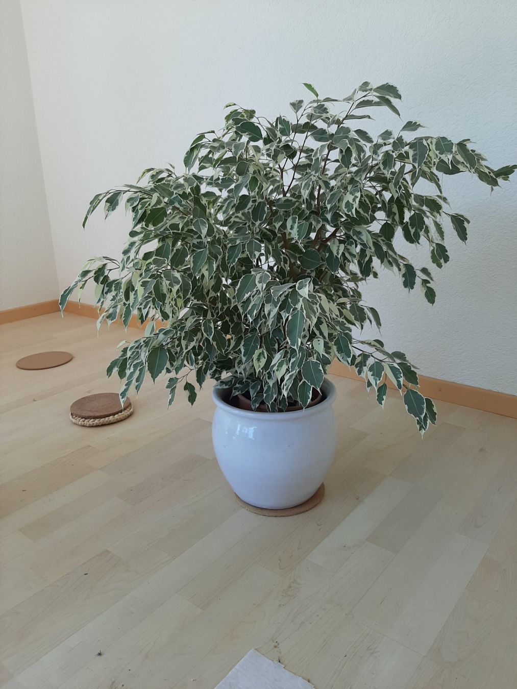 Piante & sementi: Zimmerpflanze – Usato da Enggistein venduto da Pingu0110