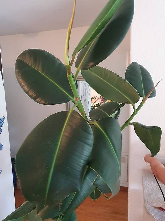 Pflanzen & Samen: Gummibaum (Ficus elastica 160 cm – Gebraucht aus Schliern b.Köniz von Nalsa