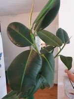 Gummibaum (Ficus elastica 160 cm