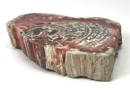 VERSTEINERTES HOLZ Arizona USA - Fossile Scheibe 14.5cm