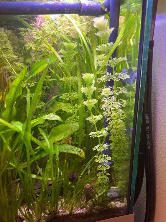 Aquarium pflanze Blütenstielloser Kaufen auf Ricardo