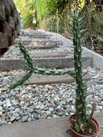 Cylindropuntia imbricata Denver weiss / Winterhart