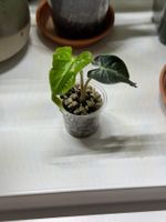Alocasia Loco Baby