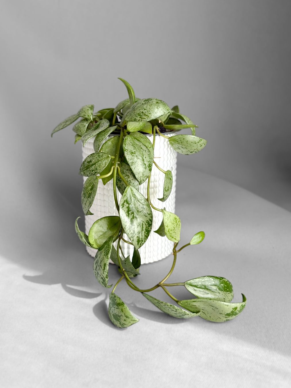 Piante & sementi: Hoya Lacunosa 'Sulcata' – Nuovo (secondo la descrizione) da Seuzach venduto da animaplants