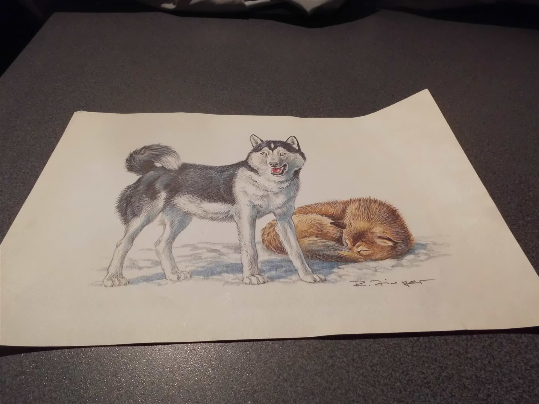 Foto & Immagini: Bild Siberian Husky – Usato da Zürich venduto da abraxas1291