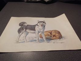 Bild Siberian Husky