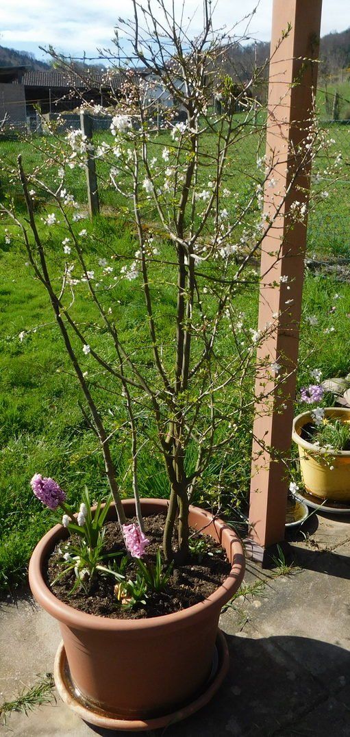 Piante & sementi: Marillenbäumchen im Topf – Usato da Villnachern venduto da Niggo0