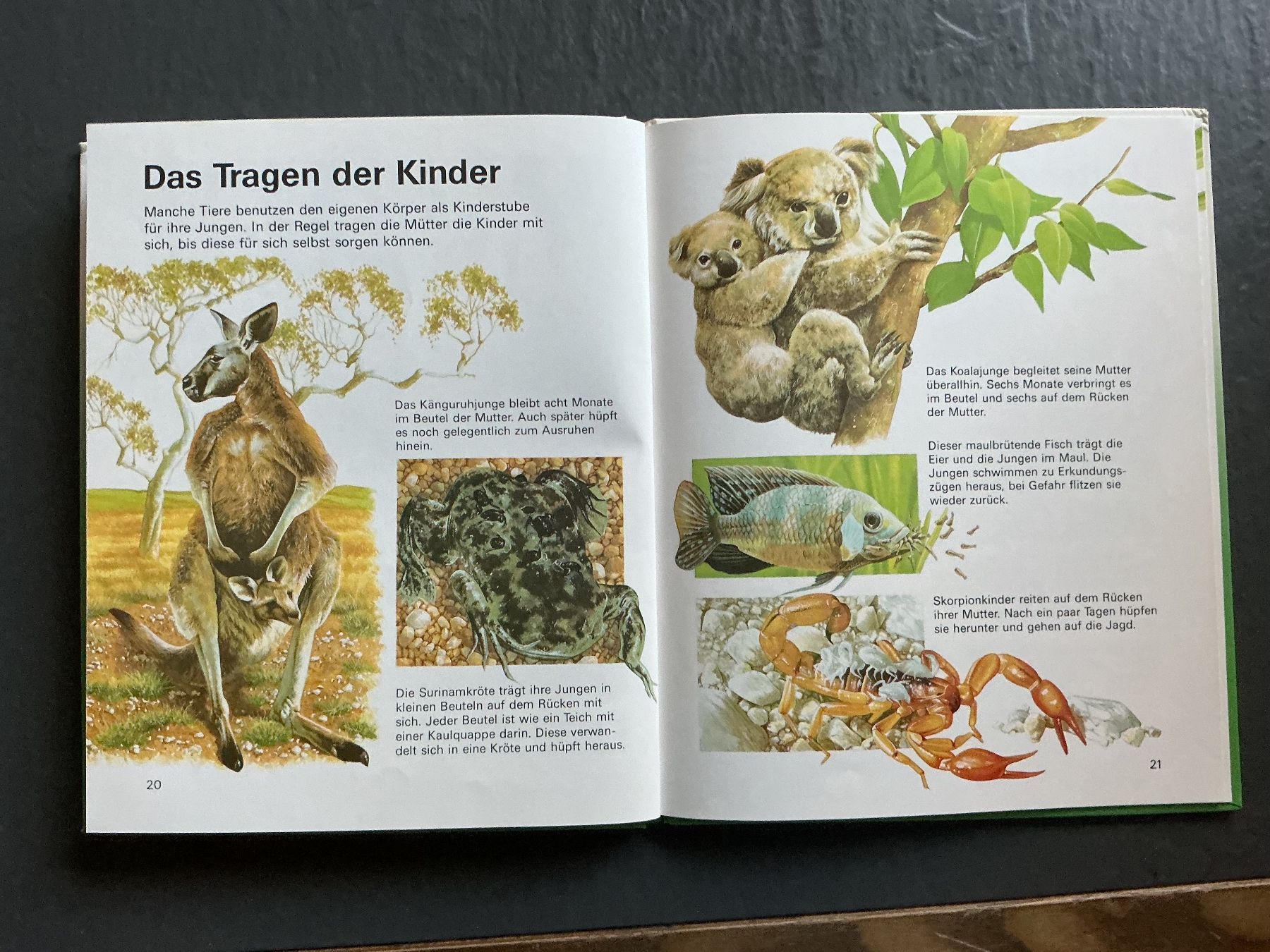 Libri: Alle meine Tierkinder – Usato da Niederhasli venduto da ercp4 3