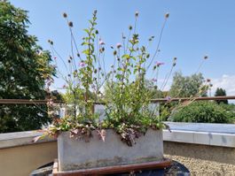 Balkon-/Gartenpflanze: Tauben Skabiose, Minze