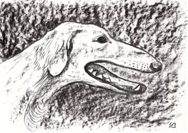 Zeichnung: Saluki