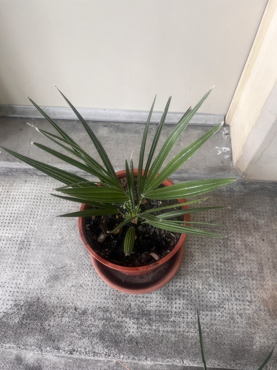 Plantes & graines: Palme Trachycarpus Fortunei 3 Jahre, 45 cm – D'occasion à Möhlin par mil_h55x 1