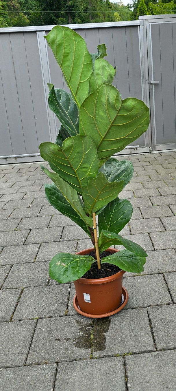 pflege der glcksfeder Glcksfeder | Zamioculcas zamiifolia