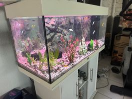 Aquarium Juwel-180 liter ink.Unterschrank