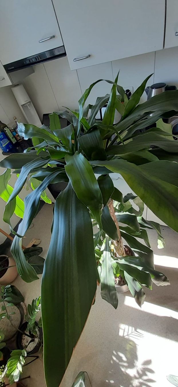 Plantes & graines: Schöne Palme \ Pflanze – D'occasion à Emmenbrücke par Aya 1