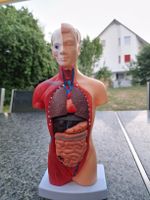 Anatomisches Modell Torso mit herausnehmbaren Organen guter 
