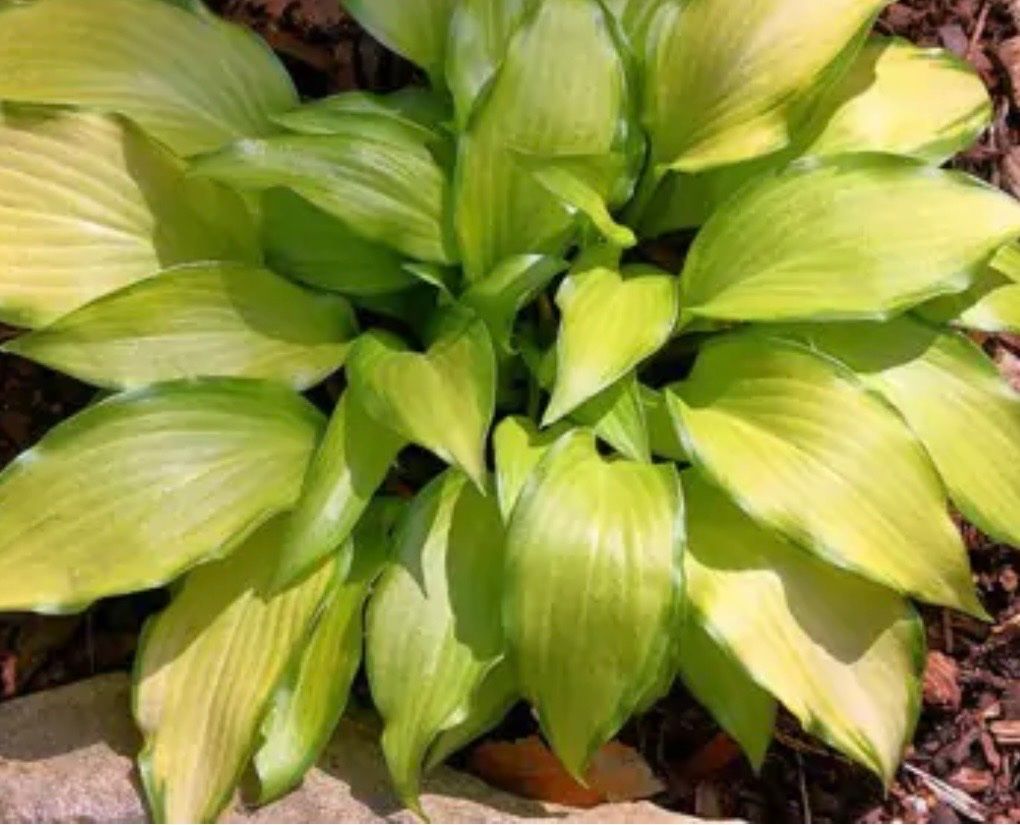 Pflanzen & Samen: Hosta Paradise Tritone – Gebraucht aus Lajoux JU von Briard0 2