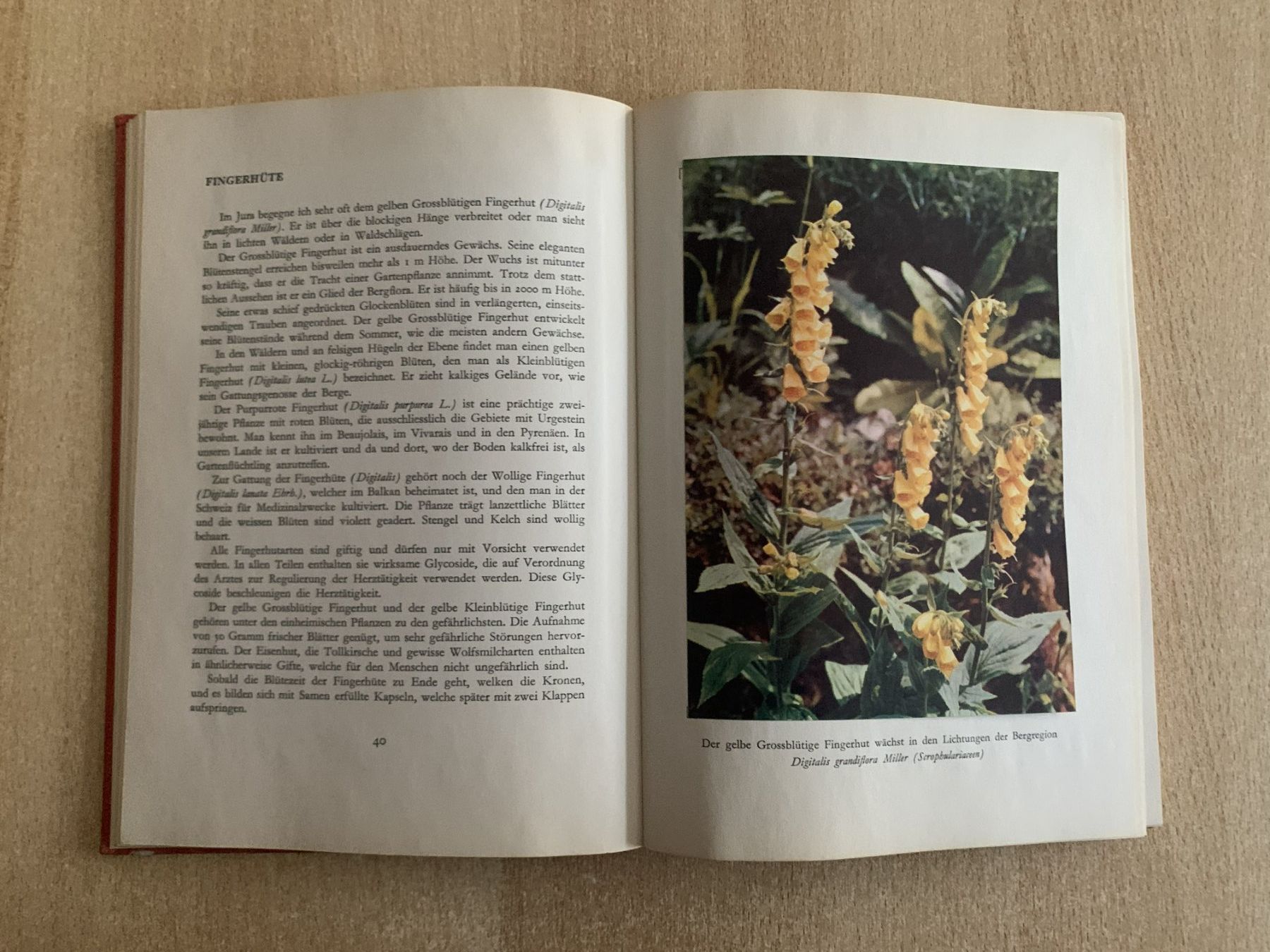 Bücher: Buch: Unsere Blumen – Gebraucht aus Reinach BL von con_ync2 5