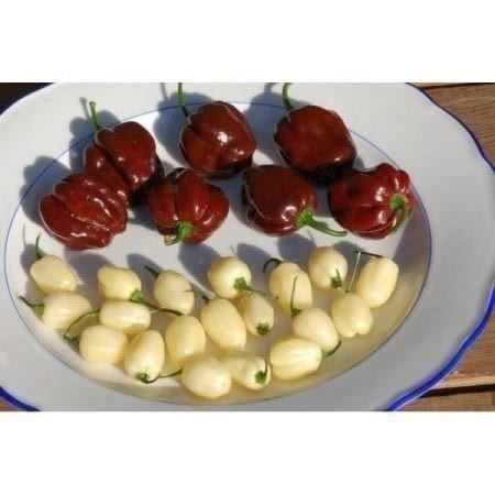 Piante & sementi: Piment Blanc "White Habanero " – Nuovo (secondo la descrizione) da Bremblens venduto da FIBONACCI369 1