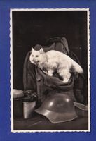 CHAT - Militaire