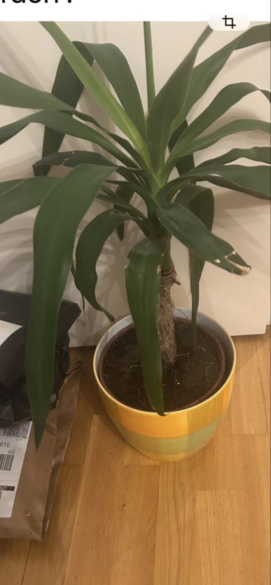 Pflanzen & Samen: Palme – Gebraucht aus Allschwil von selake990673