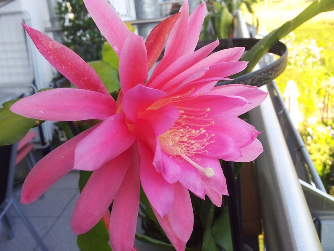 Piante & sementi: Epiphyllum "Monique" - eine Pflanze! – Nuovo (secondo la descrizione) da Steffisburg venduto da Petroselium
