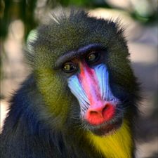 Profile image of monkeybaboon