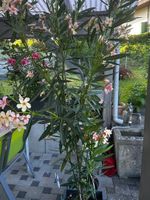 Oleander Farbe Abricot