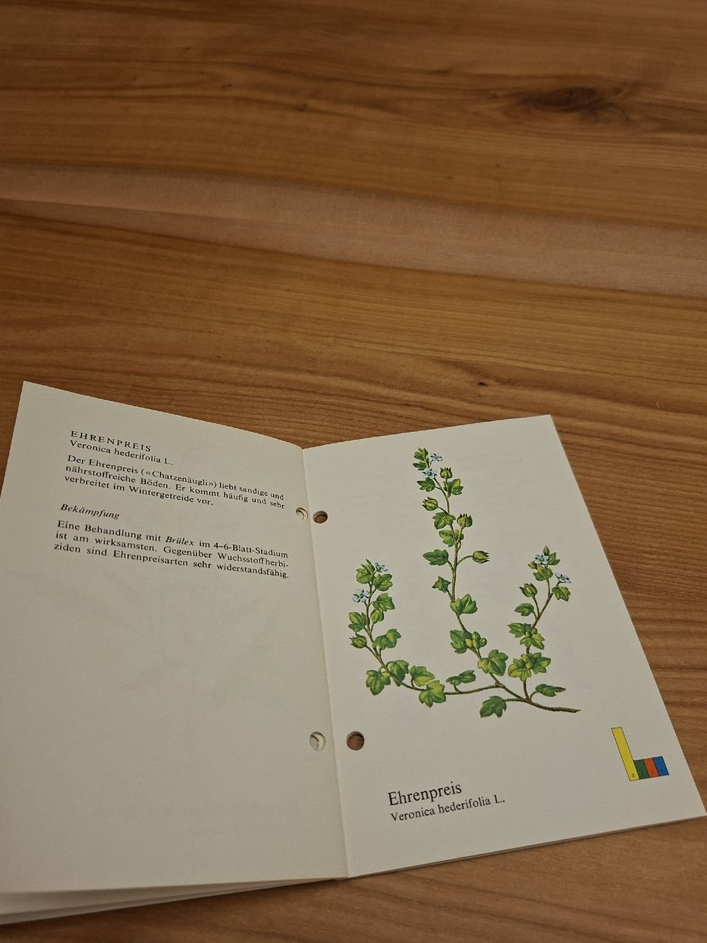 Documenti: Siegfried AG Zofingen Prospekt 1962 Unkrautbekämpfungsmittel – Usato da Ganterschwil venduto da HeidiuPeter 4