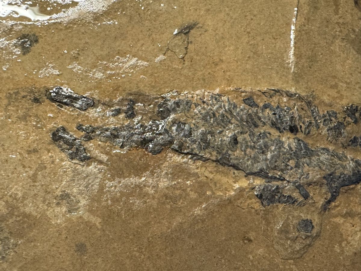 Fossiles: Fischfossil – D'occasion à Huttwil par Nedja0 1