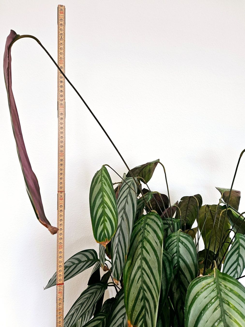 Piante & sementi: Calathea – Usato da Zürich venduto da carmine04 2