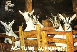 ZIEGEN Achtung Aufnahme ! Photo Geiger Flims-Waldhaus
