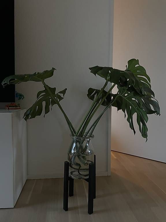 Pflanzen & Samen: Zwei grosse Monstera "Abzweiger" – Gebraucht aus Basel von O.C.L