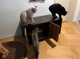 Katzenschrank mit Kratzbrett & Katzenklo 90x50x50