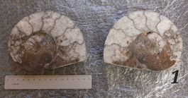 schöner halbierter Ammonit aus Marokko 15cm!