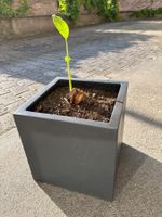 Japanische Bananenpalme☀️Palme anthrazitfarbenen Blumetopf