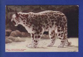 LEOPARD DES NEIGES