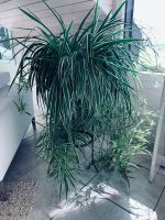 Grande plante Chlorophytum (vaudoise ou araignée) + support