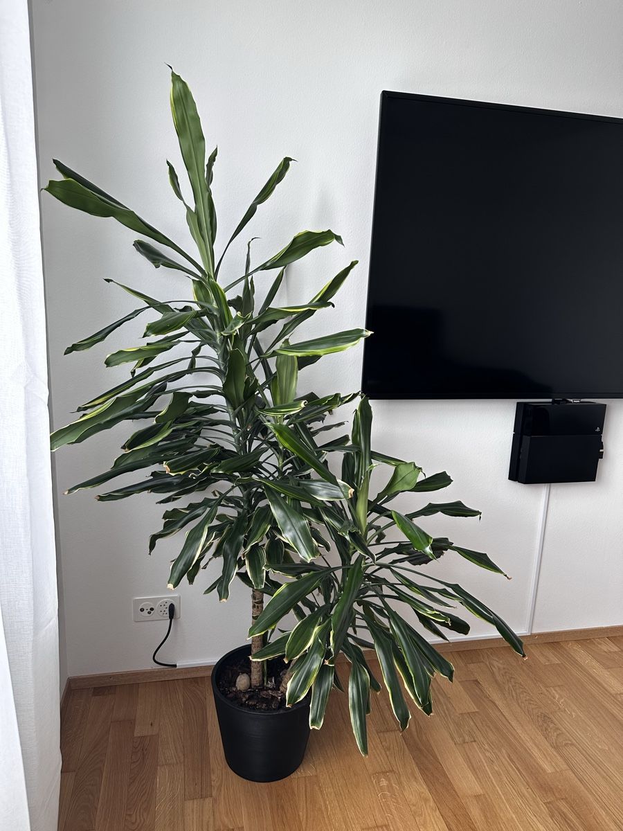 Plantes & graines: Drachenbaum – D'occasion à Wallisellen par ara_x5m5 1