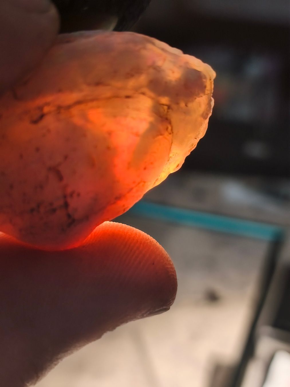 Fossili: Opalisierte Muschel, Fossil – Nuovo (secondo la descrizione) da Dieterswil venduto da Opal66 4