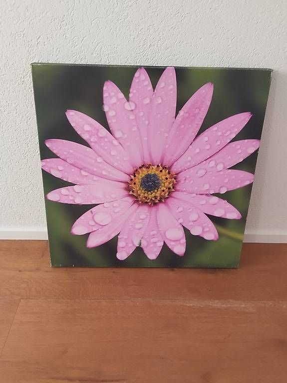 Foto & Immagini: Bild Blume 60x60 cm – Usato da Buchrain venduto da joe_phc7