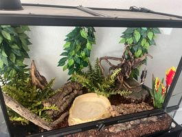 Terrarium mit Zubehör