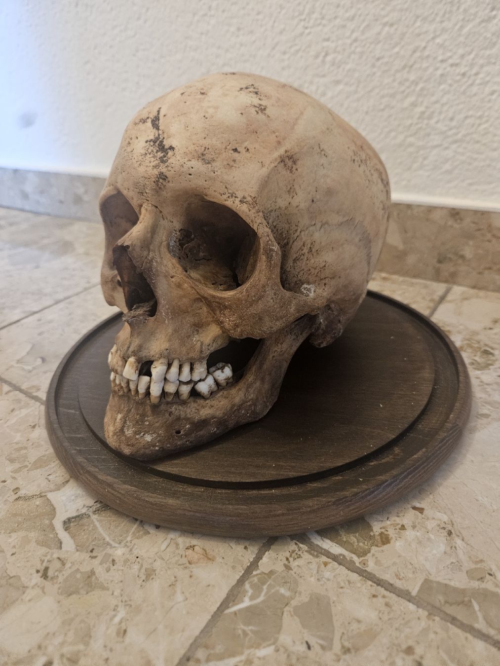 Sculture & Statue: Totenkopf – Usato da Zürich venduto da boginja 1