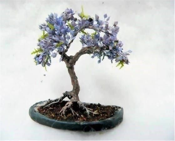 Piante & sementi: JACARANDA MIMOSIFOLIA  plant 20-25cm – Nuovo (secondo la descrizione) da Bremblens venduto da FIBONACCI369 1