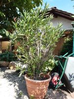 Sehr schöner und gesunder Oleander #1