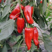 Türkischer Gewürzpaprika Bio - Capsicum annuum - 20 Samen