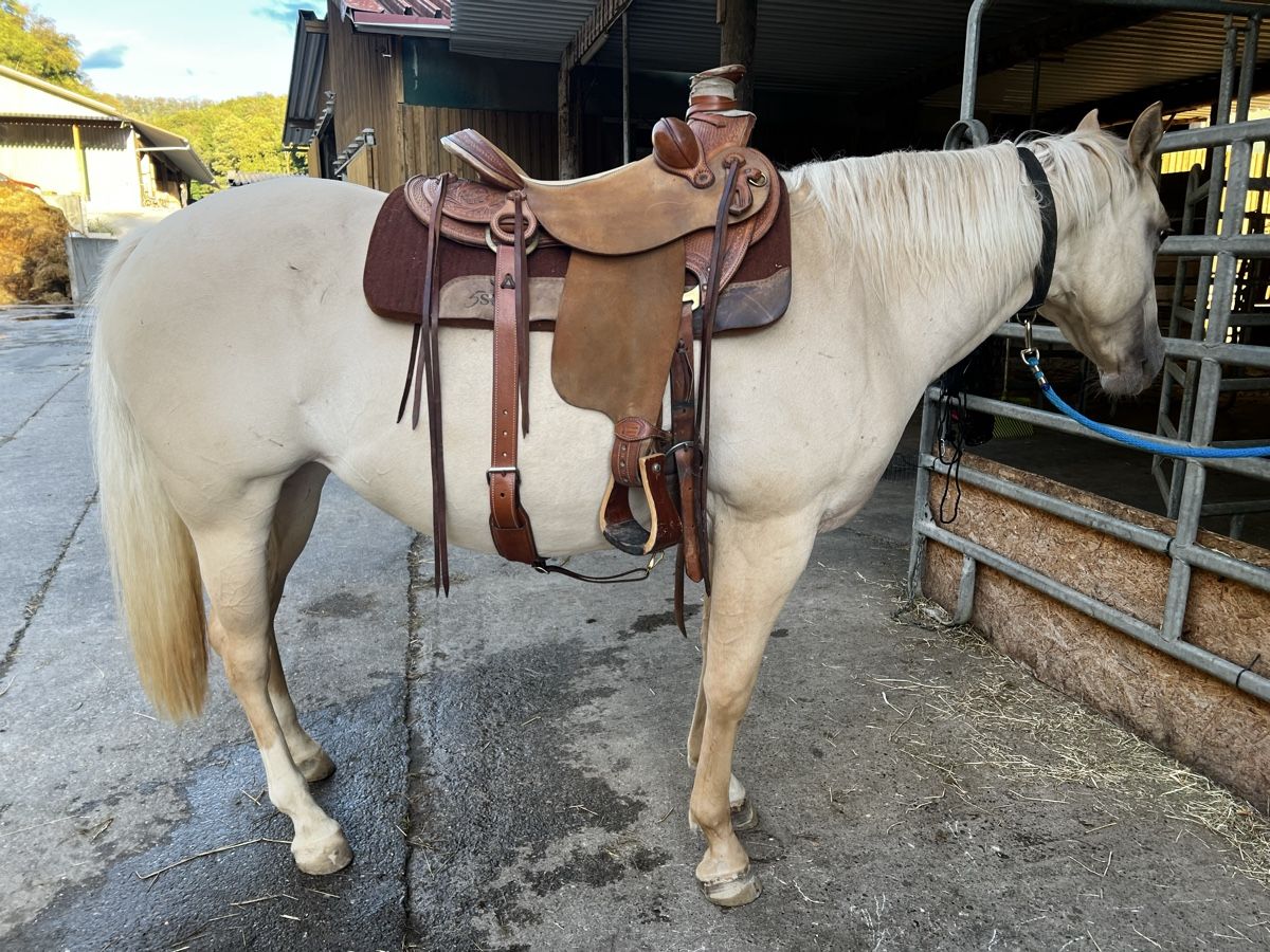 Selles, accessoires: Deuber und Partner Wade Sattel – D'occasion à Oerlingen par Lucaphil01 1