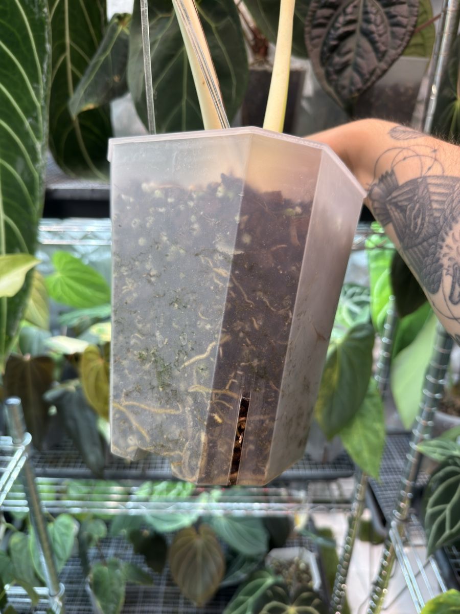 Piante & sementi: Monstera Albo large form | headcutting – Usato da Morlon venduto da lucius.greenery 8