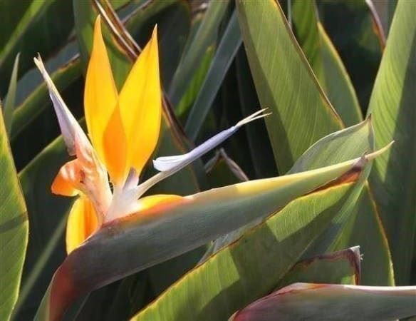 Piante & sementi: FLEURS DU PARADIS ORANGE 20g – Nuovo (secondo la descrizione) da Bremblens venduto da FIBONACCI369 1