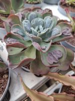 Echeveria Raindrops – seltene Sukkulente 10–20 cm im Topf